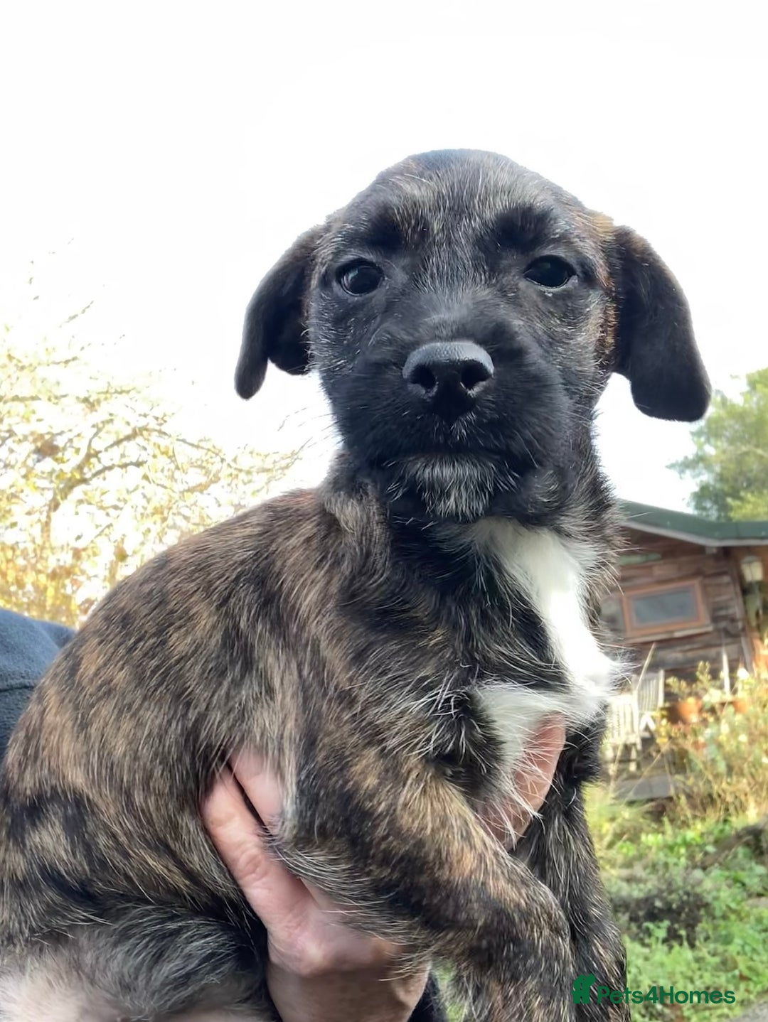 Mixed Breed dogs for sale: Border x Jack Russell girls - Advert 2