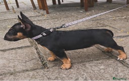 Miniature Bull terrier dogs for sale: Miniature bull terrier  - Image 1