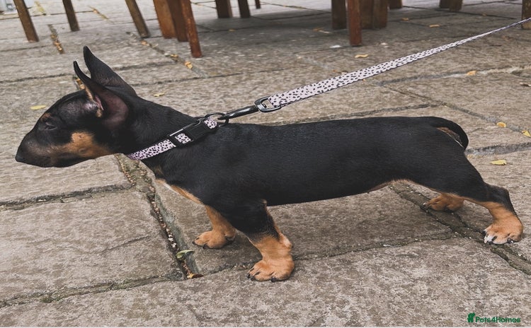 Miniature Bull terrier dogs - Advert 1