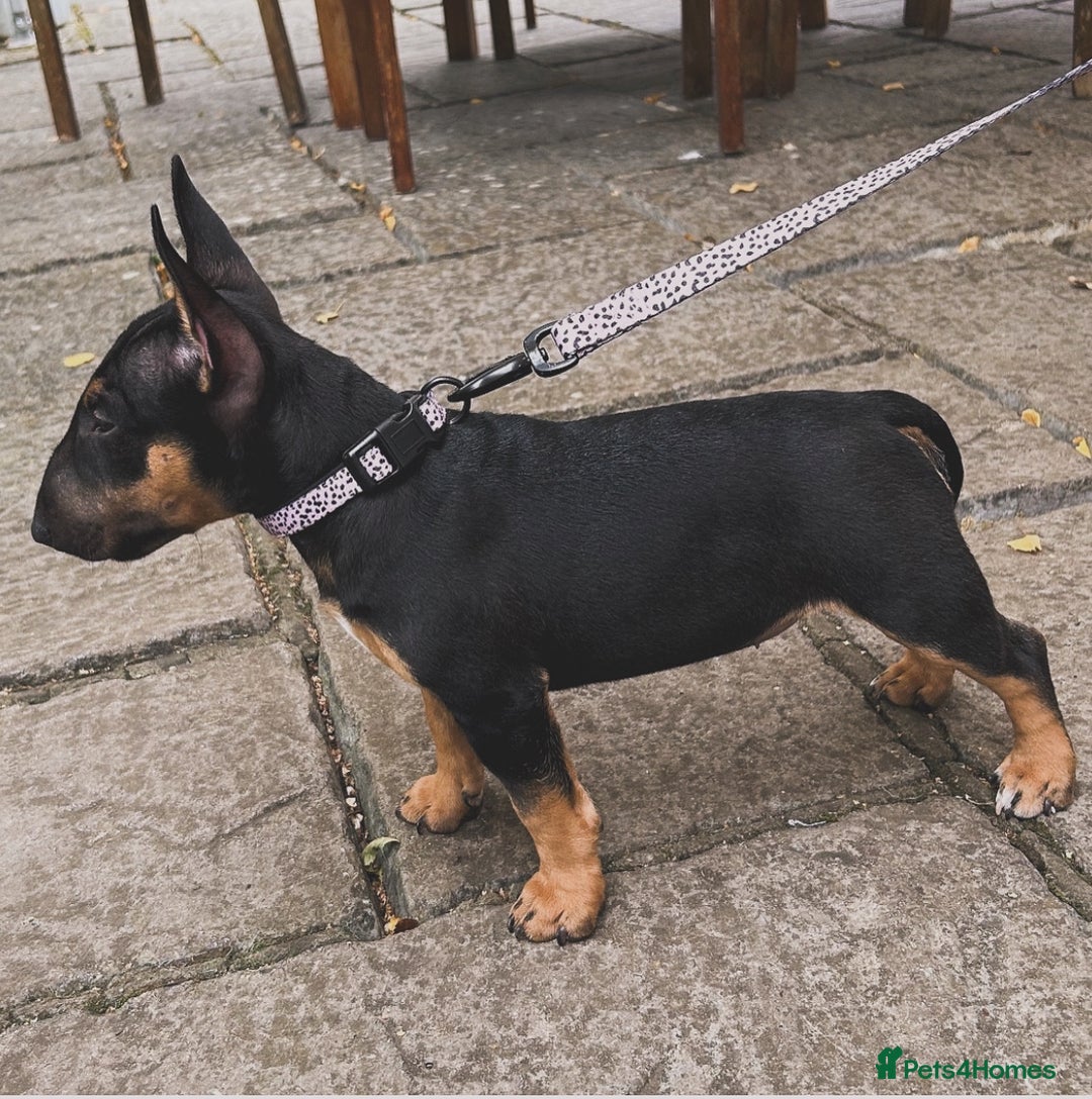 Miniature Bull terrier dogs for sale: Miniature bull terrier  - Image 1