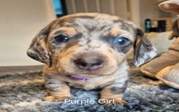 Dachshund dogs for sale: Dachshund Puppies looking for forever homes - Image 26