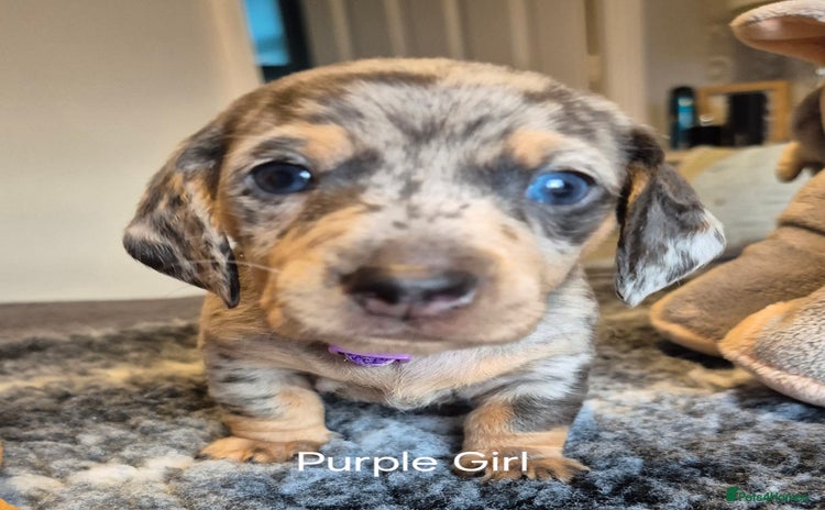 Dachshund dogs - Advert 13