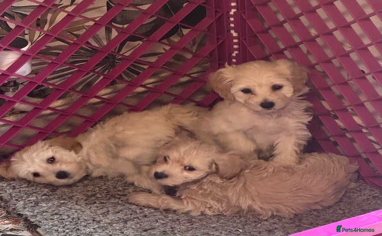Maltipoo dogs - Advert 4