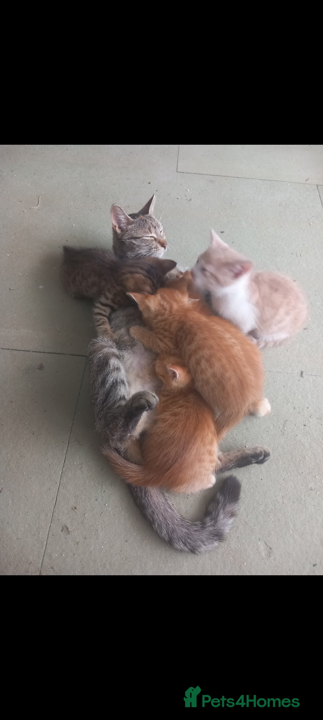 Mixed Breed cats for sale: 3 bengal half tabby.And 4 tabby half ragdol.  - Image 17