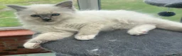 Ragdoll cats for sale: Beautiful GCCF Lilac/Blue Mitted kittens 🥇🐾 - Advert 3