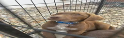 German Shorthaired Pointer dogs for sale: German pointer pups - Advert 10