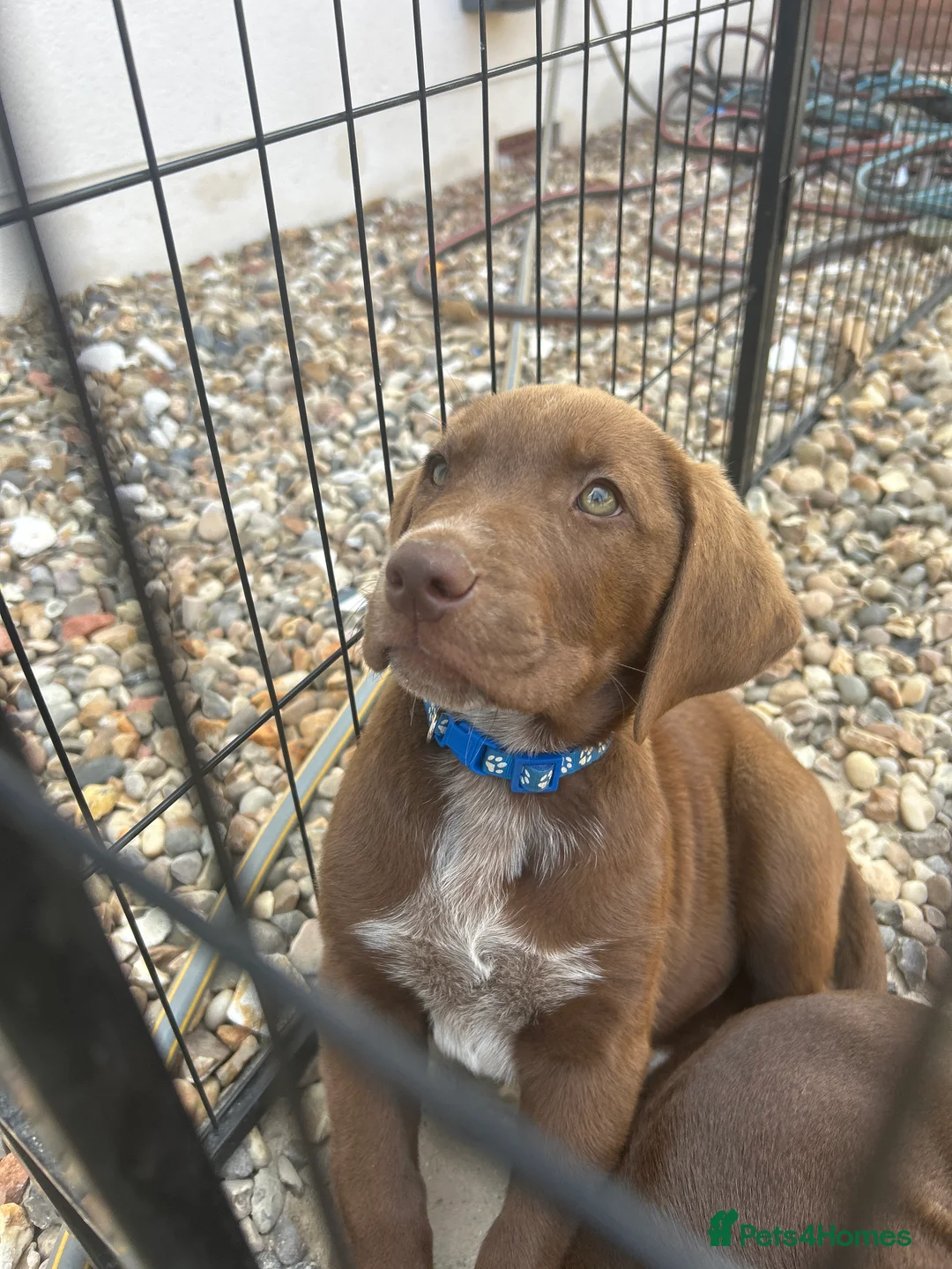 German Shorthaired Pointer dogs for sale: German pointer pups - Advert 10