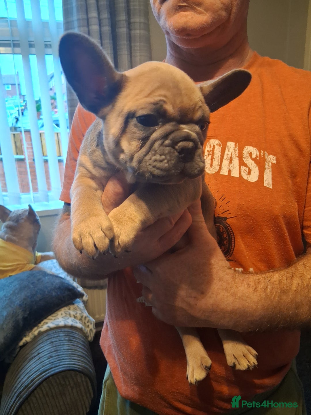 French Bulldog dogs for sale: French bulldogs - Advert 12