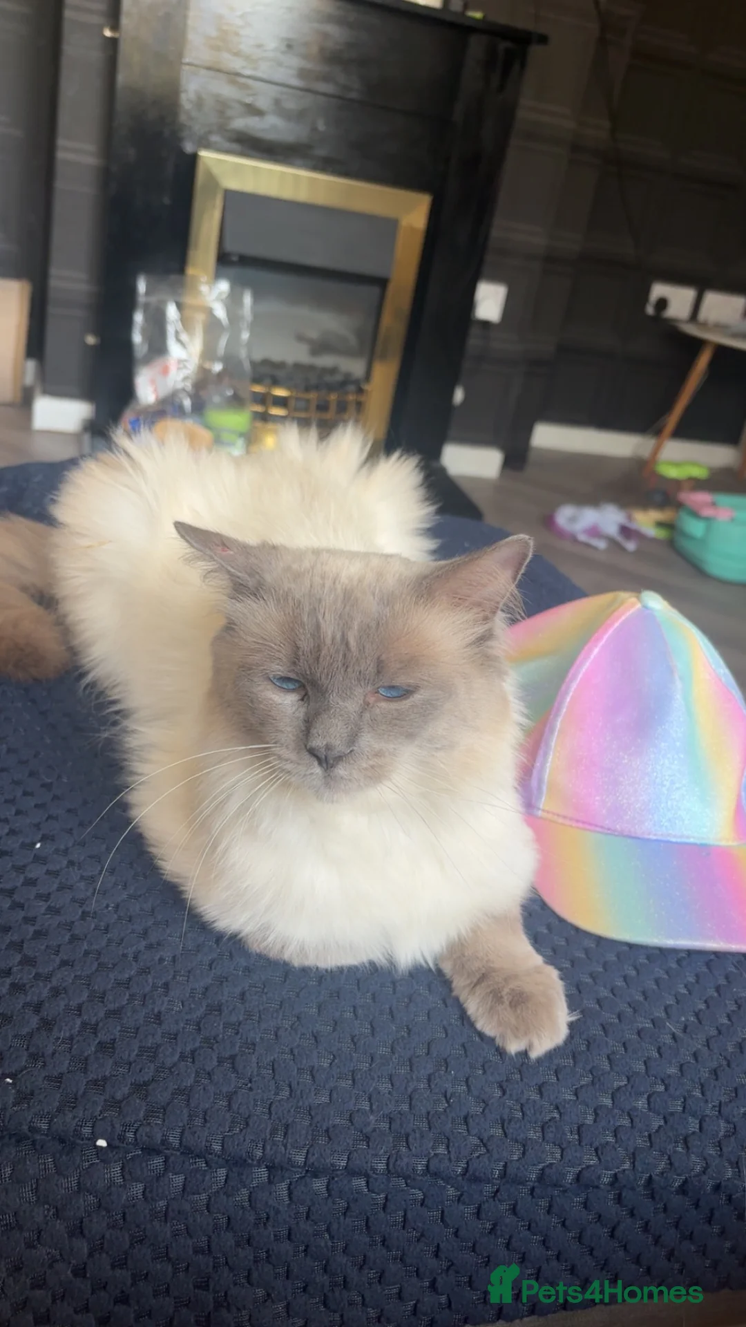 Mixed Breed cats for sale: Ragdoll/british short hair - Advert 6