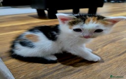 Mixed Breed cats for sale: 6 kittens  - Image 11