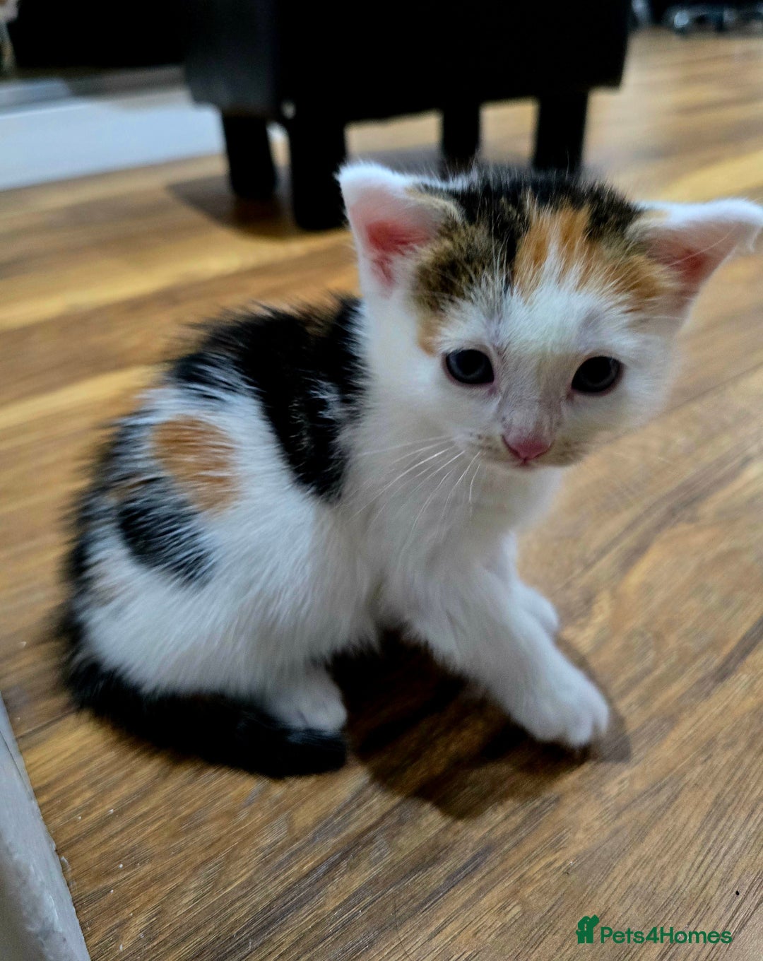 Mixed Breed cats for sale: 6 kittens  - Image 11