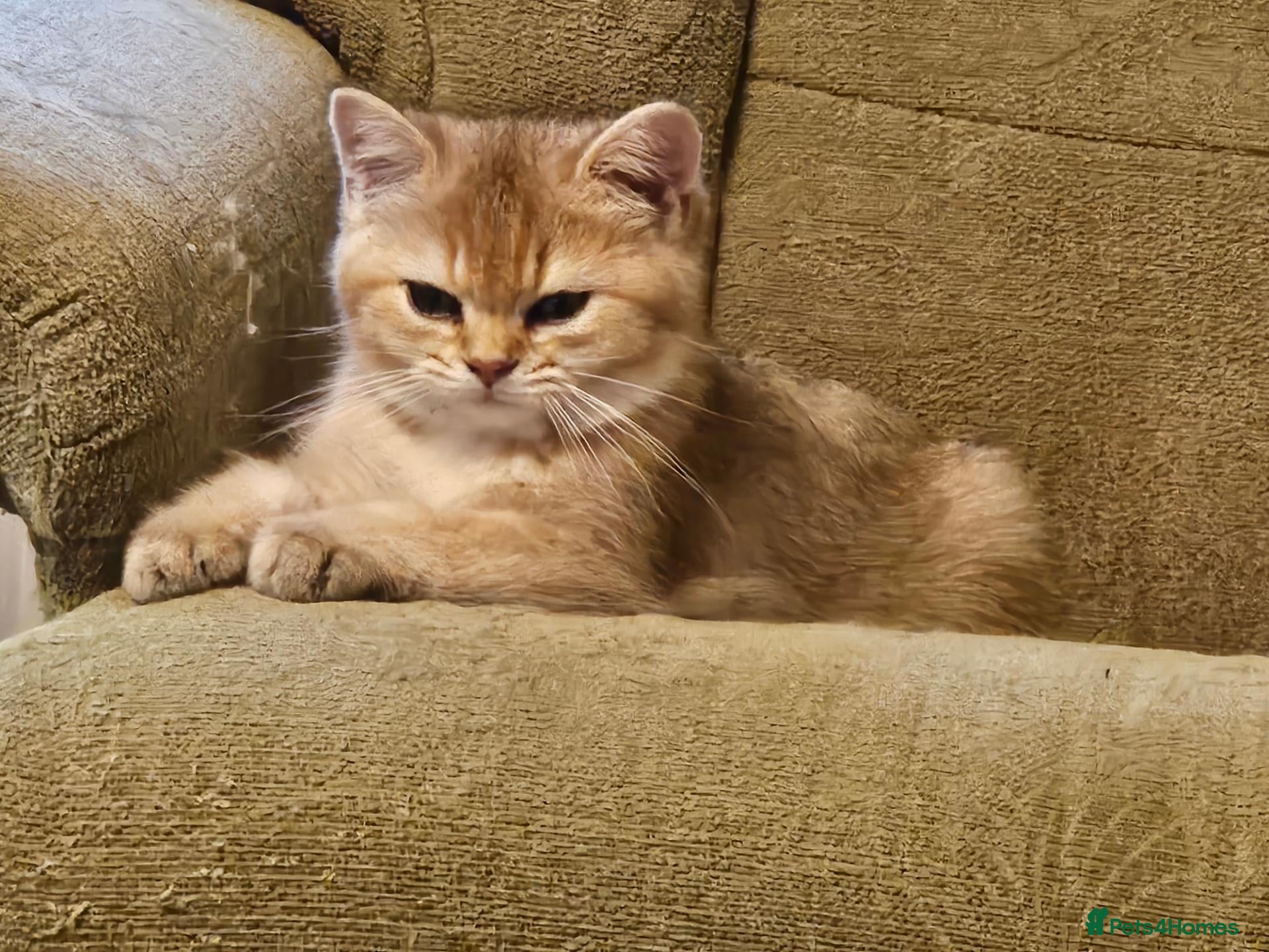 British Shorthair cats Stunning Purebred Golden BSH Kittens - only 1 left - Advert 2
