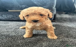 Mixed Breed dogs for sale: Cotonoodle pups - Image 8