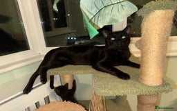 Bengal cats for sale: Magnificent bengal stud boy 😍 - Image 1
