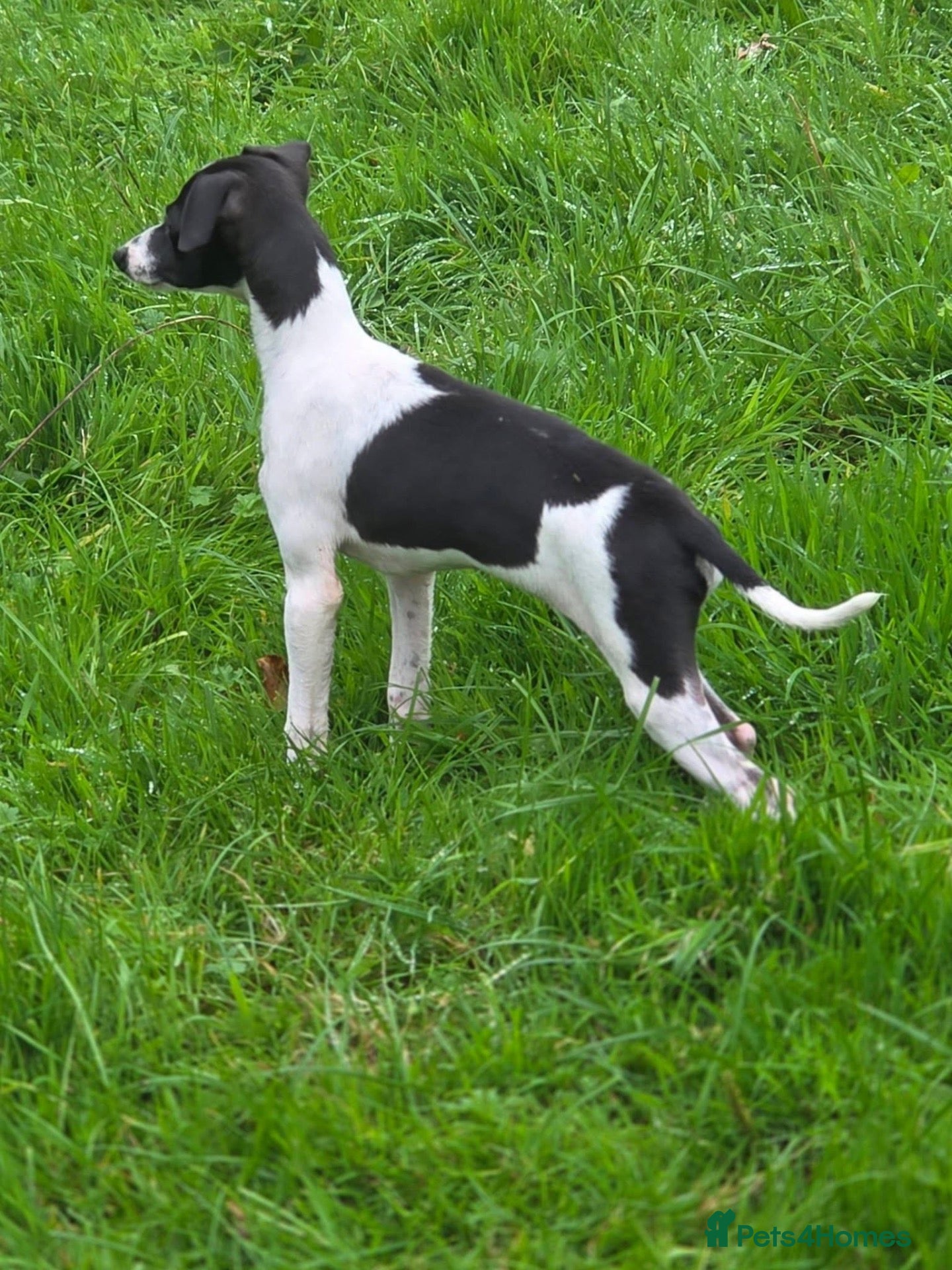 Italian Greyhound dogs KC Registered Italian Greyhounds Puppies - Advert 4