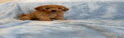 Toy Poodle dogs for sale: Beautiful health tested toy poodles  - Advert 30