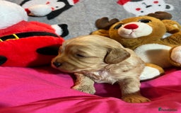 Cavapoochon dogs for sale: Cavapoochon Puppies ready from 20th December 2025  - Advert 14