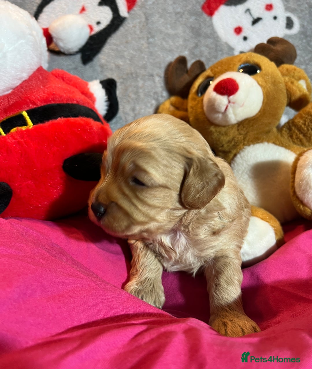 Cavapoochon dogs for sale: Cavapoochon Puppies ready from 20th December 2025  - Advert 14