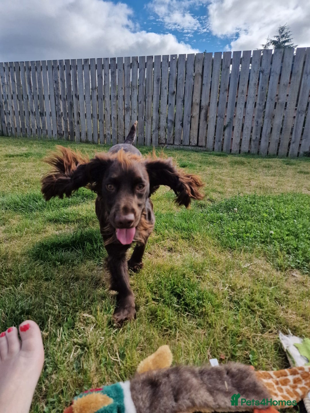 Cocker Spaniel dogs for stud: Pure bread 9th generation working cocker - Advert 5