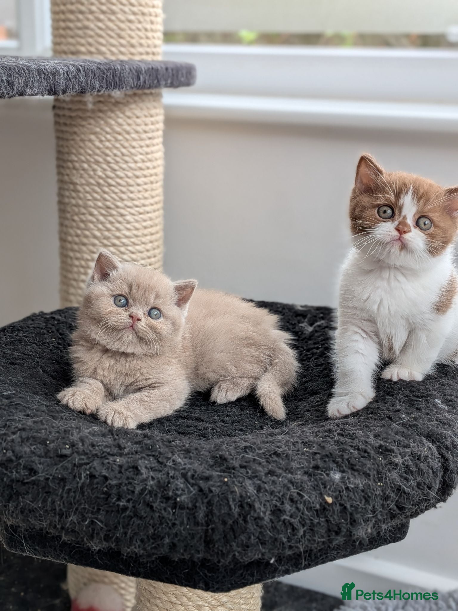 British Shorthair cats GCCF registered Kittens - Advert 1