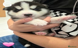 Siberian Husky dogs for sale: Siberian Husky Puppies - Image 13