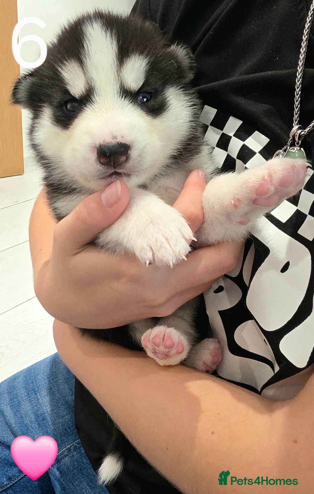 Siberian Husky dogs for sale: Siberian Husky Puppies - Image 13