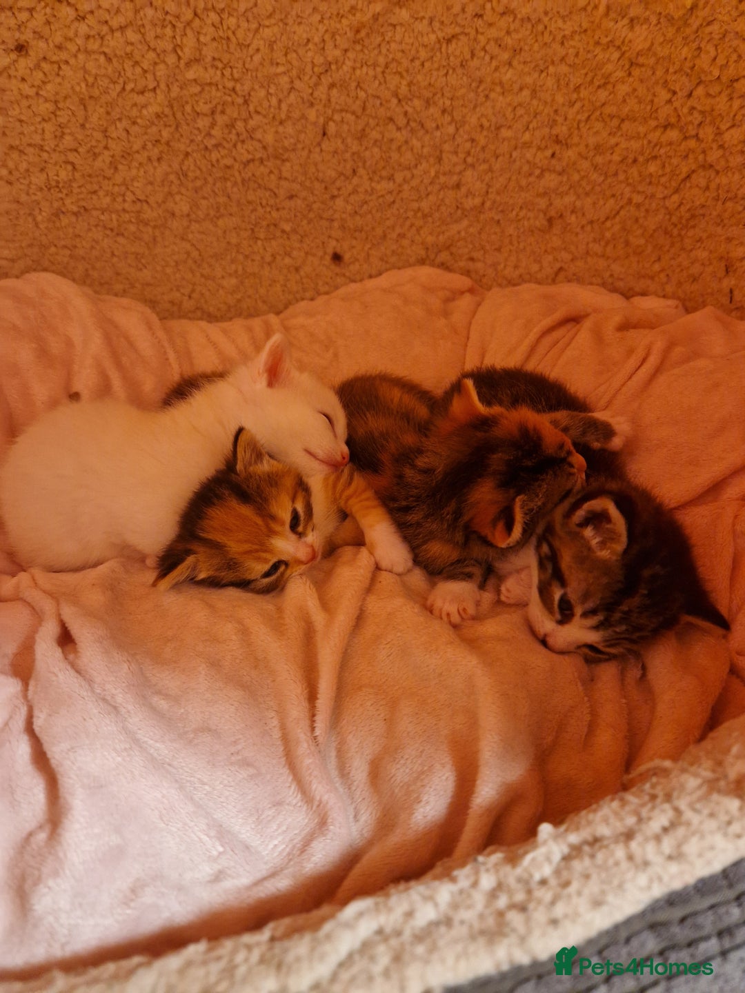 Mixed Breed cats for sale: ⭐️⭐️⭐️Siberian cross ⭐️⭐️⭐️ - Advert 4