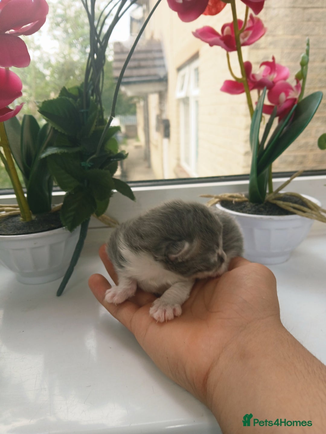 Russian Blue cats for sale: Russain blue x Maine coon Kittens for Sale - Image 3