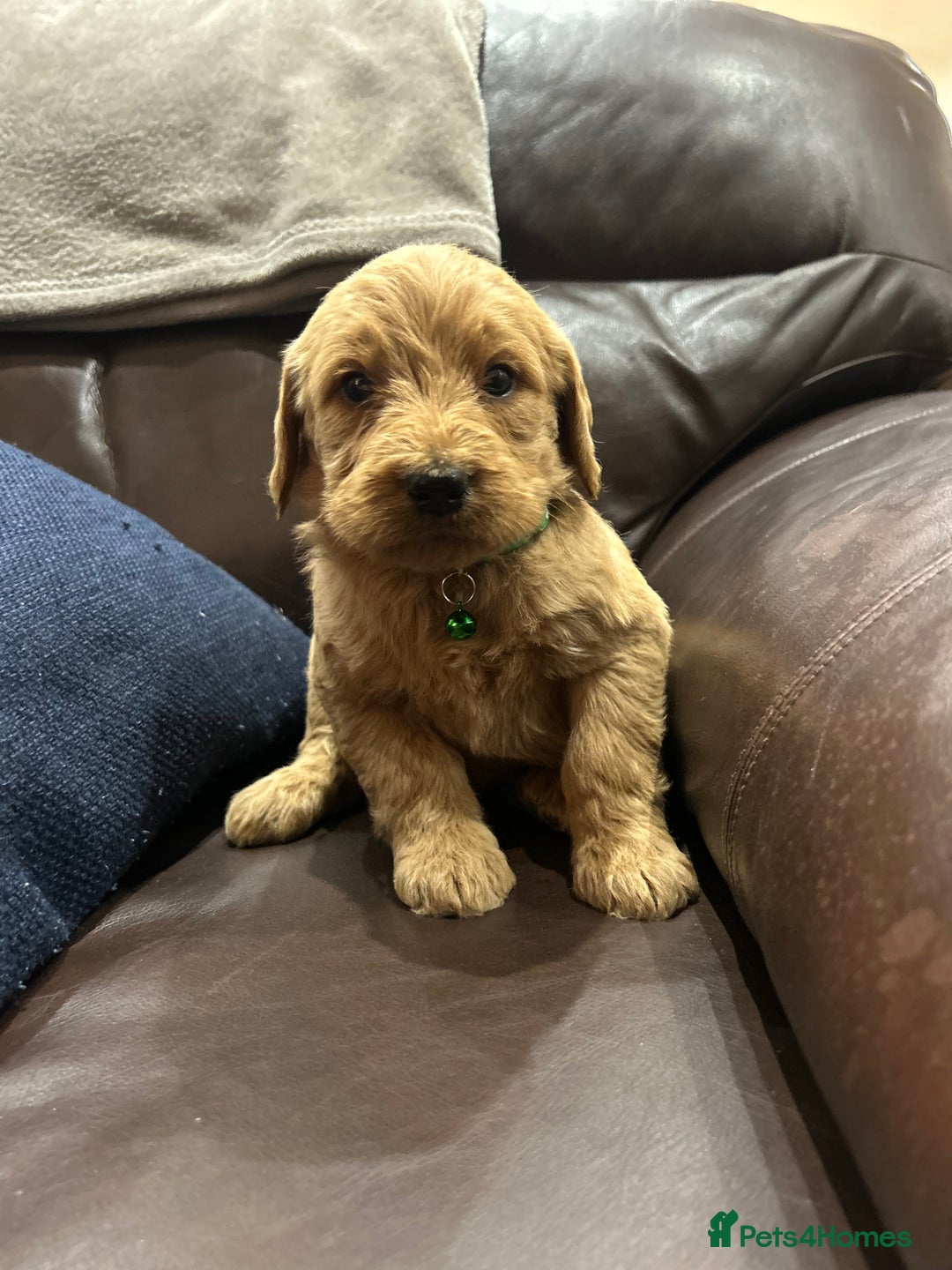 Labradoodle dogs for sale:  Labradoodle boys and girls - Advert 3