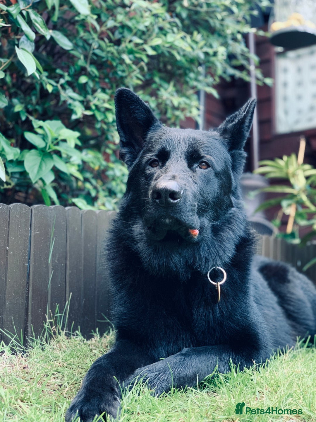 German Shepherd dogs for stud: Beautiful Black German Shepherd  in Sutton Coldfield - Image 3