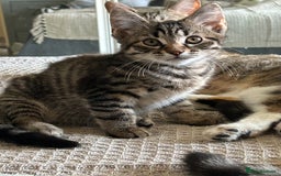 Mixed Breed cats for sale: Beautiful half Maine coon kittens  in Brighton - Image 12