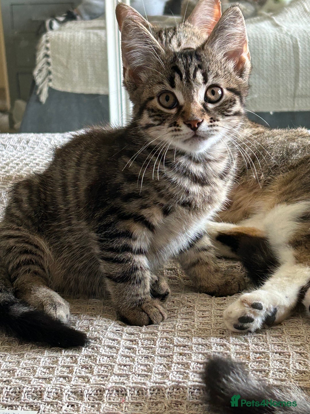 Mixed Breed cats for sale: Beautiful half Maine coon kittens  in Brighton - Image 12