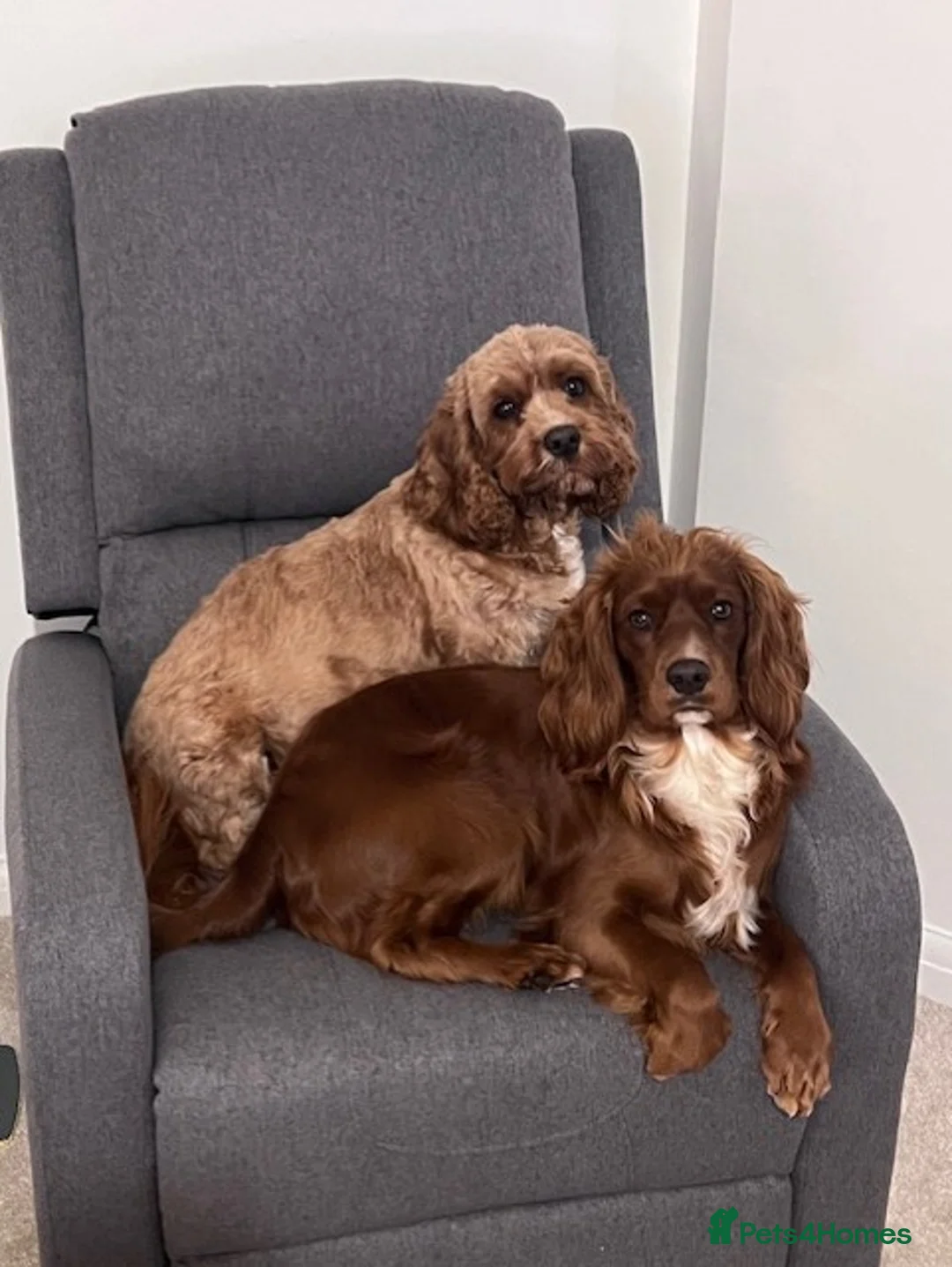 Cavapoo dogs for sale: Blue eyed Cavapoo puppies for sale in Colchester - Advert 7