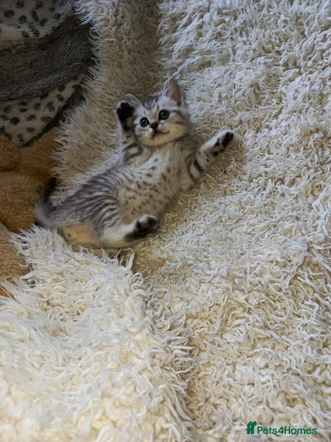 British Shorthair cats for sale: PUre tabby British short hair kittens - Image 5