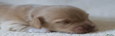 Miniature Dachshund 1