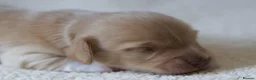 Miniature Dachshund dogs for sale: 5*Licensed+KCreg+Vetchecked+PRAclear+LONG HAIRED - Advert 6