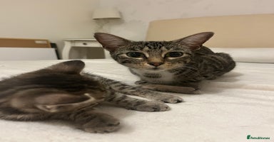 Mixed Breed cats - Advert 6