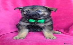 German Shepherd dogs for sale: Adorable German Shepherd puppies - Image 27