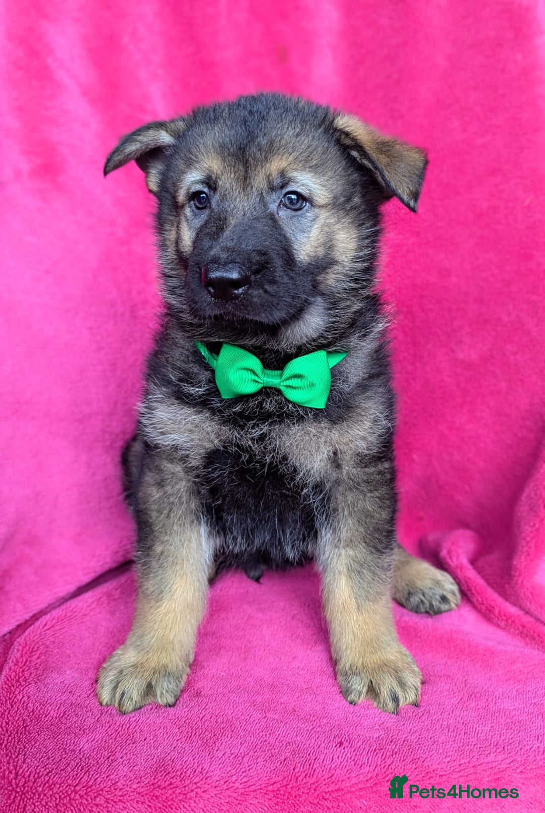 German Shepherd dogs for sale: Adorable German Shepherd puppies - Image 27