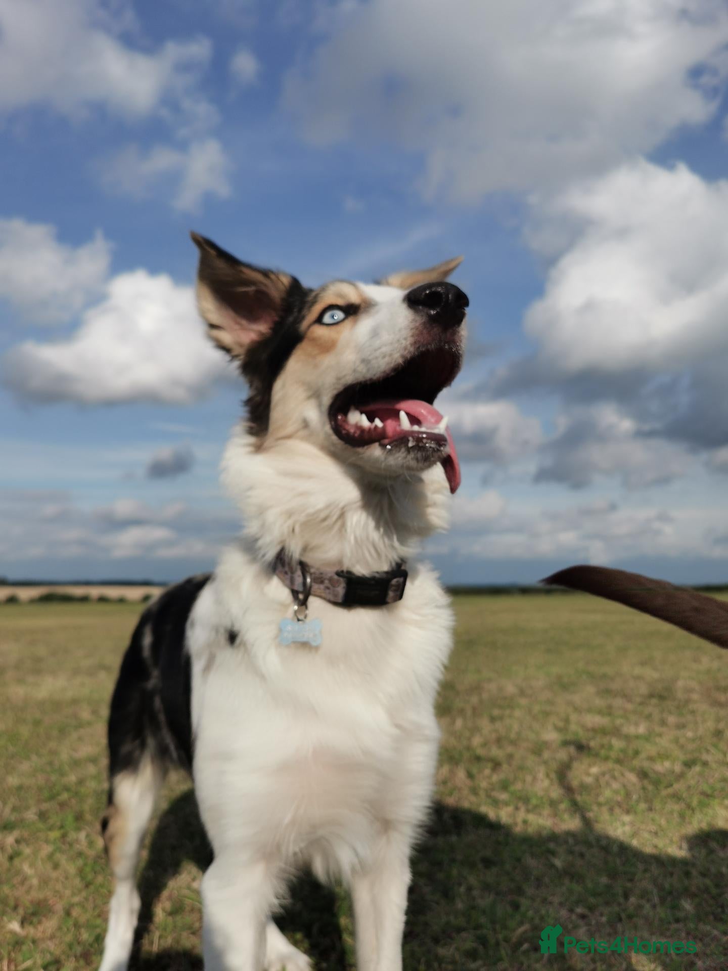 Border Collie dogs for sale: Rehoming beautiful Border Collie (Skye) - Advert 1