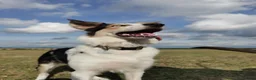 Border Collie dogs for sale: Rehoming beautiful Border Collie (Skye) - Advert 1
