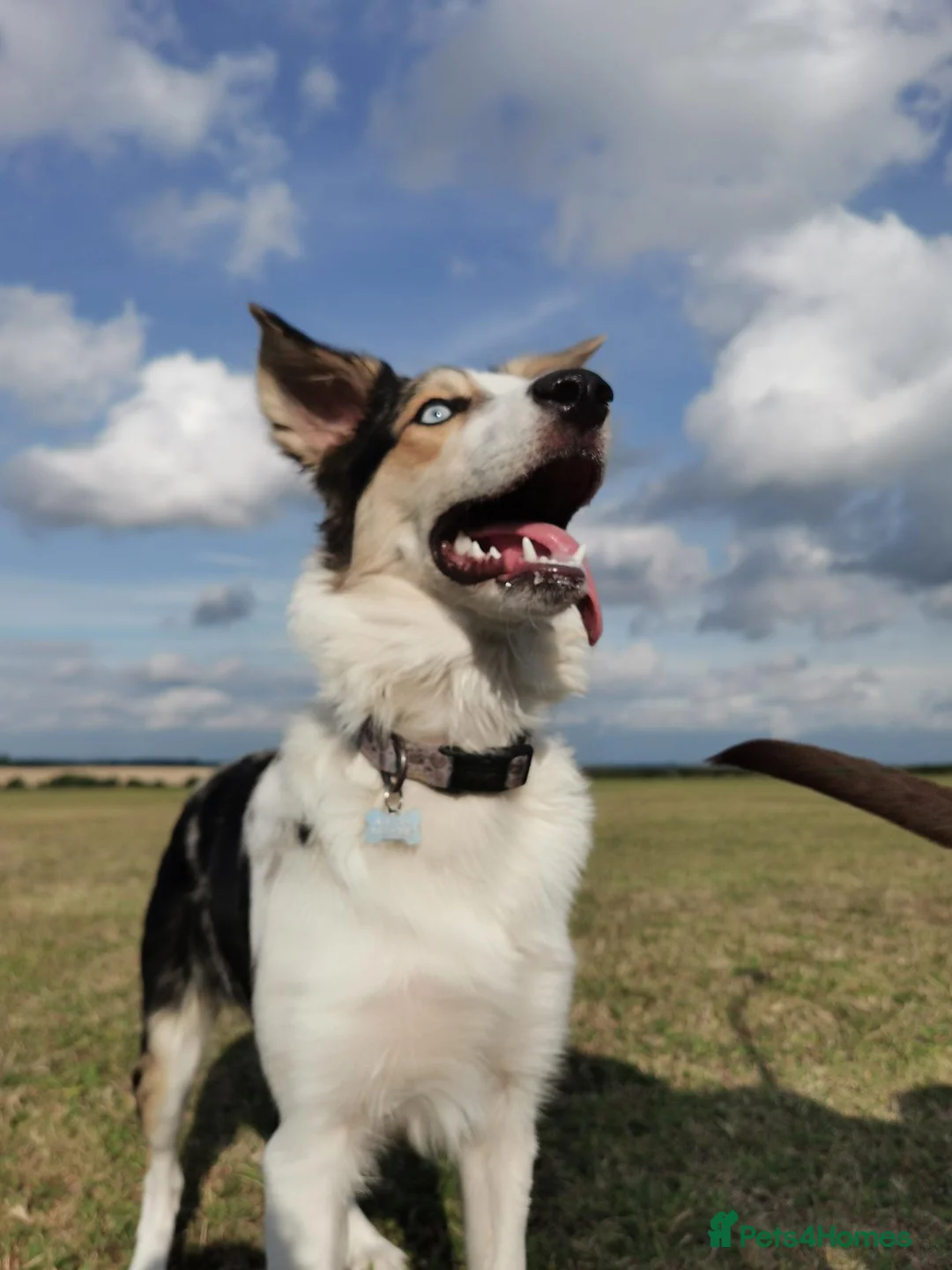 Border Collie dogs for sale: Rehoming beautiful Border Collie (Skye) - Advert 1