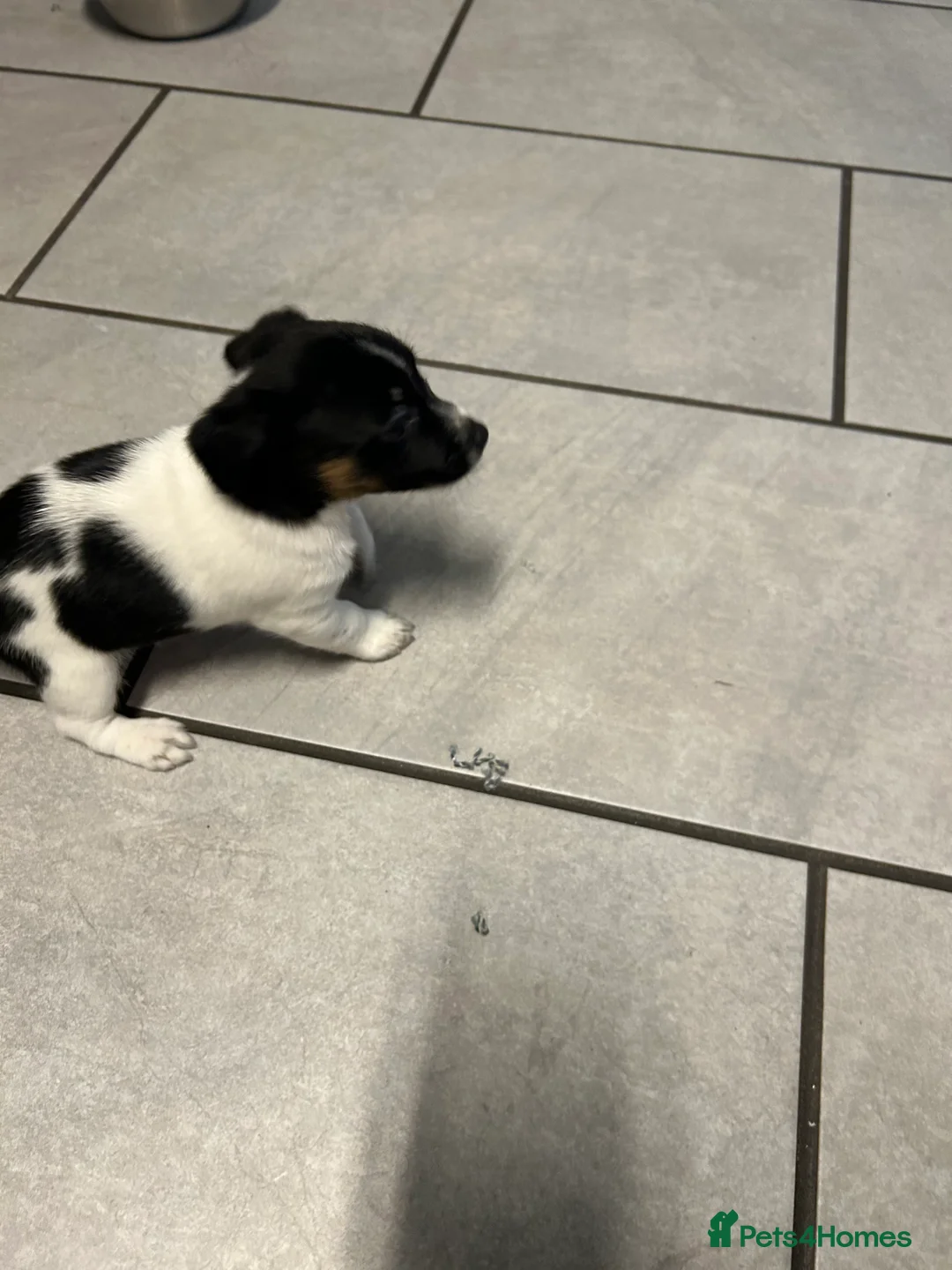 Jack Russell dogs for sale: Beautiful miniature Jack Russell‘s - Advert 4