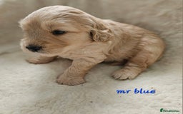 Goldendoodle dogs for sale: F1 Goldendoodle - Image 5