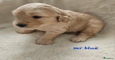Goldendoodle dogs - Advert 4
