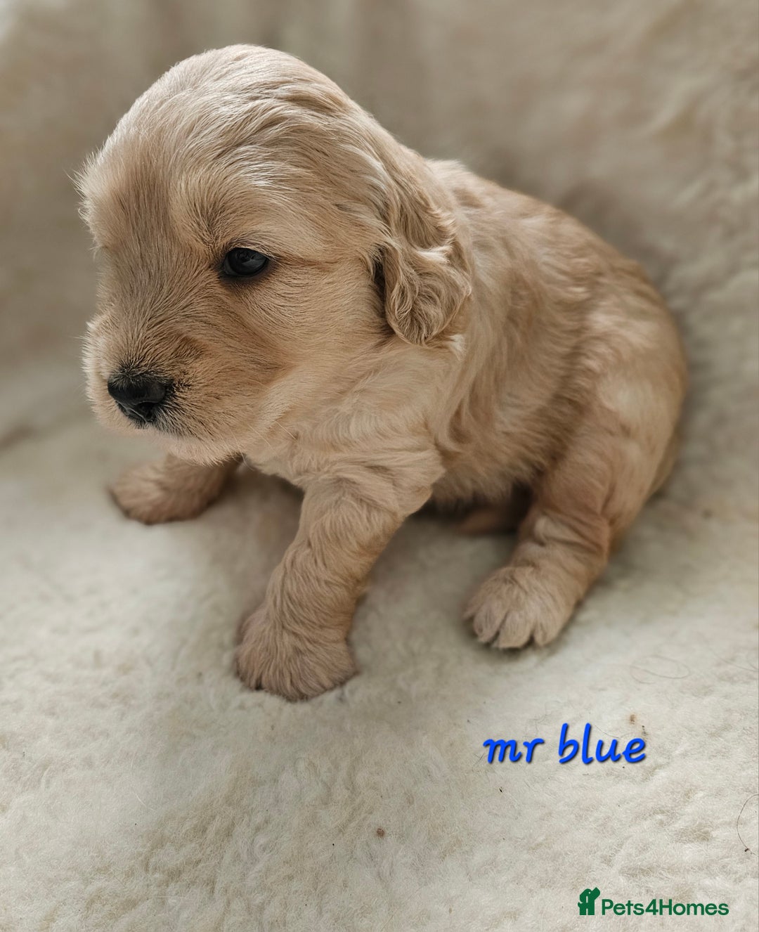 Goldendoodle dogs for sale: F1 Goldendoodle - Image 5