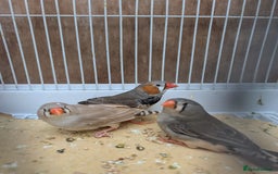 Finches birds for sale: Zebra finchs  - Image 4