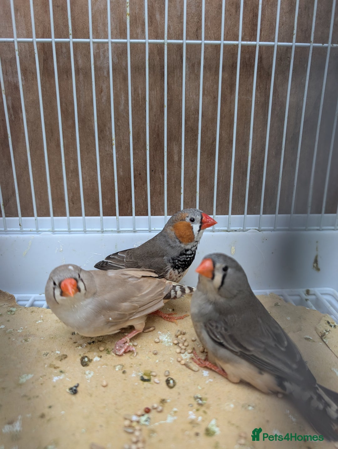 Finches birds for sale: Zebra finchs  - Image 4