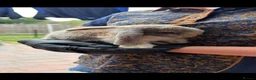 Mini Lop rabbits for sale: Mini Lop - Male - Advert 2