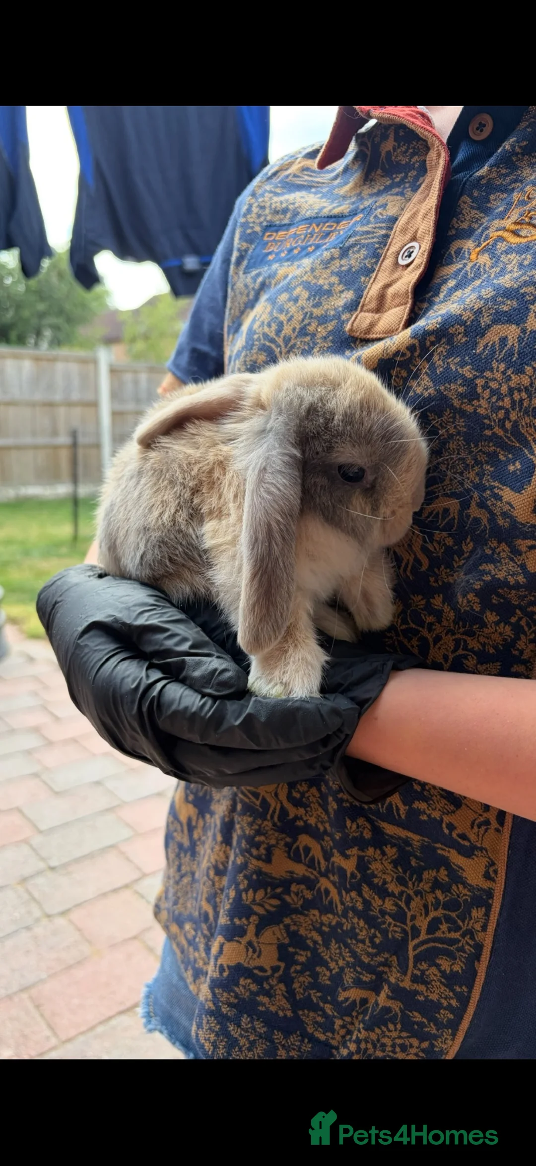 Mini Lop rabbits for sale: Mini Lop - Male - Advert 2